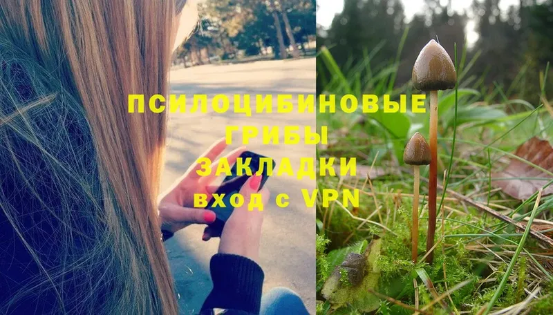 MEGA вход  Кириллов  Псилоцибиновые грибы Psilocybine cubensis 